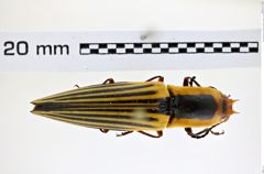 Foto (Dorsalansicht) von Semiotus bispinis (Candèze, 1874) (NHMW-ZOO-COL-0008246)